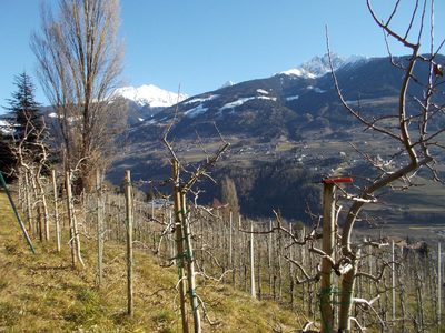 Bild von Baumschere, Apfelbäume, Hirzer und Ifinger 
